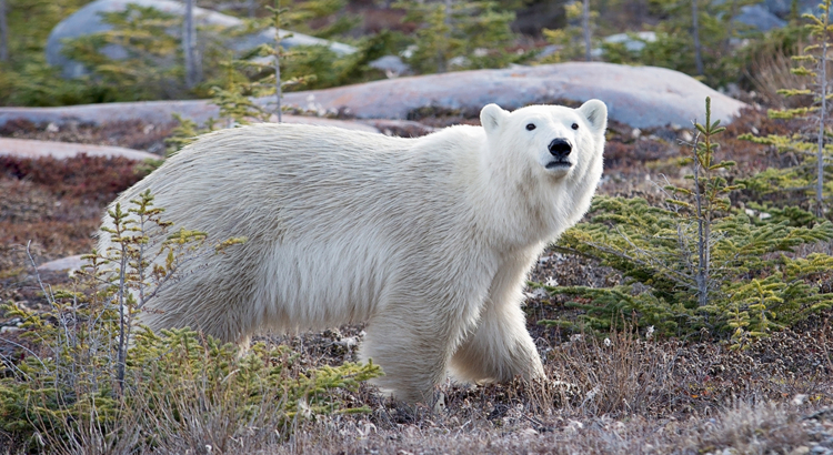 Kanada Manitoba Churchill Eisbär im Sommer Foto iStock Lynn Bystrom